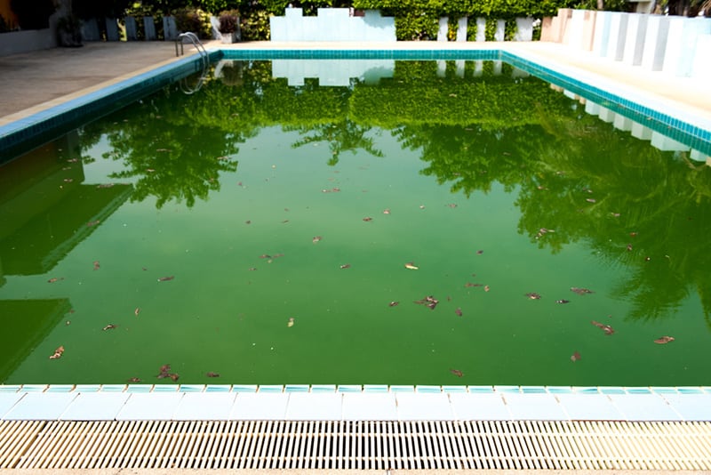 The-water-in-the-pool-is-rotten-without-chlorination